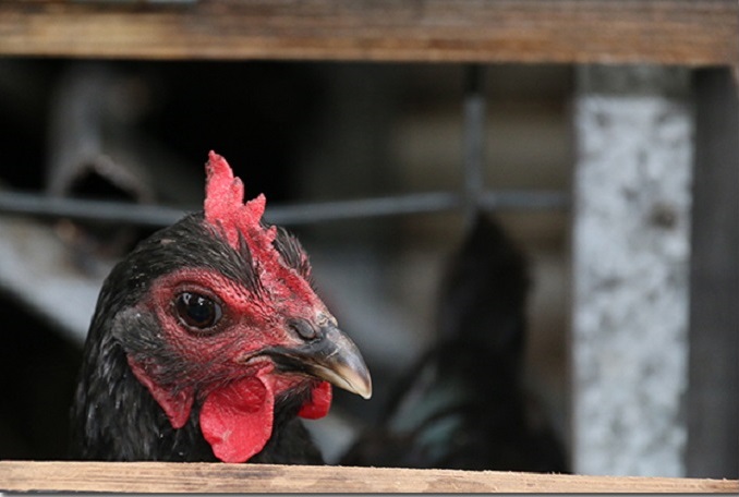 Feed Improvements Boost Sustainability efforts in US Poultry