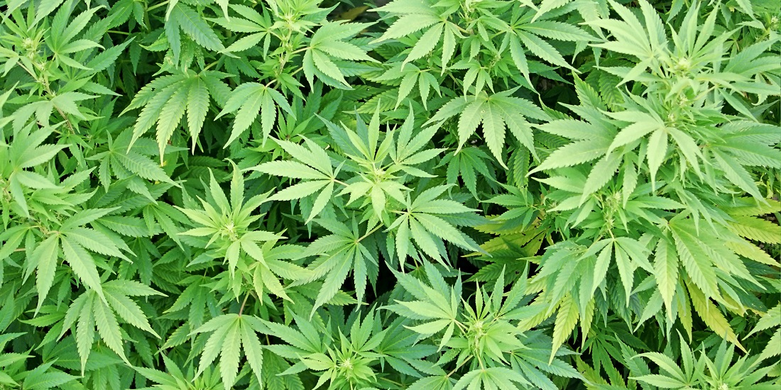 Colorado Debates over Legalizing Organic Labels for Marijuana