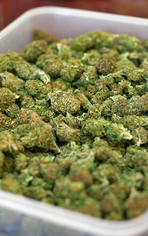 Colorado Debates over Legalizing Organic Labels for Marijuana02