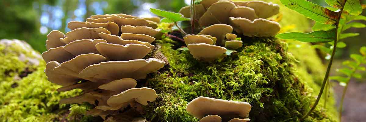 Fungi: Natures Greatest Decomposers