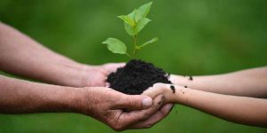 hands holding soil and seedling