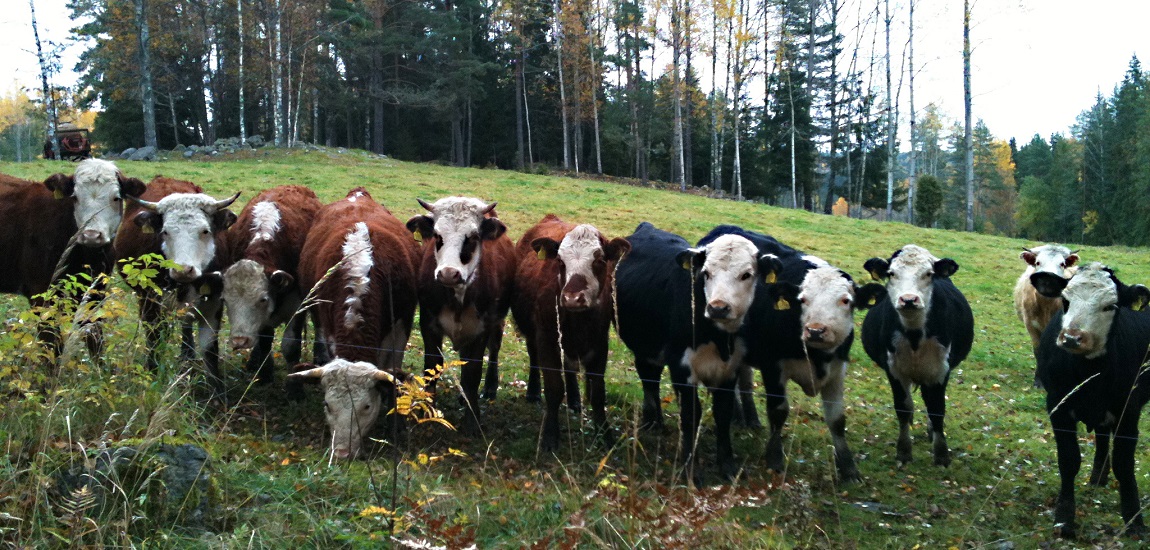 Herd Health in Organic Farming