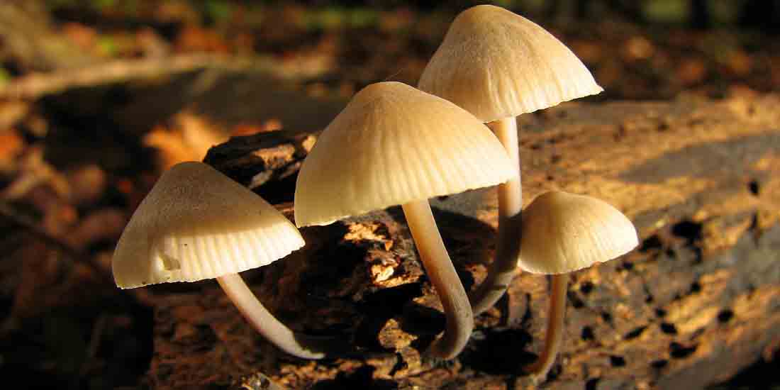 Foraging Wild Mushrooms for the Ultimate Mushroom Soup