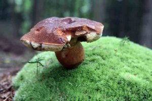 wild growing mushrooms in the forest