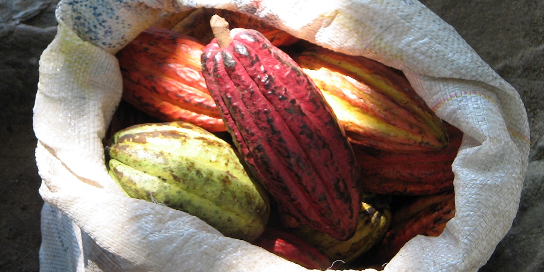 The Healthy Way of Cacao