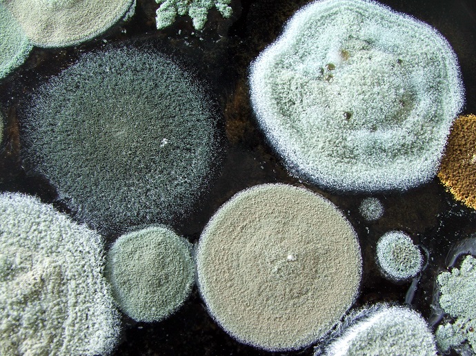 Why Moldy Bread could be the Future for Rechargeable Batteries 02