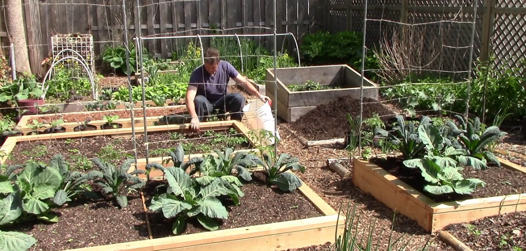 Tips To Grow A Lot Of Food In A Small Garden