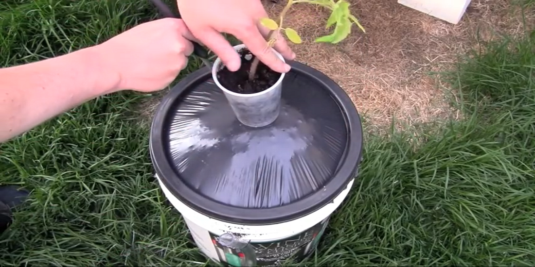 DIY Self-Watering Container For Your Vegetable Garden