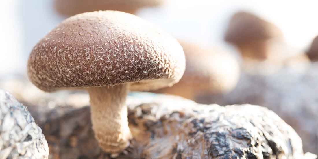 The Simple Way to Grow Gorgeous Shiitake Mushrooms