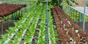 Leaf lettuce plantation