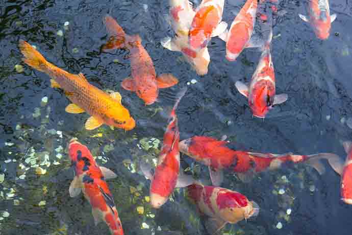 Koi are great for your Aquaponics system