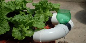 Hydroponics and How Does it Work