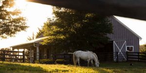 Barn Horse Sunset