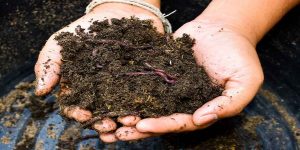 Hands soil worms