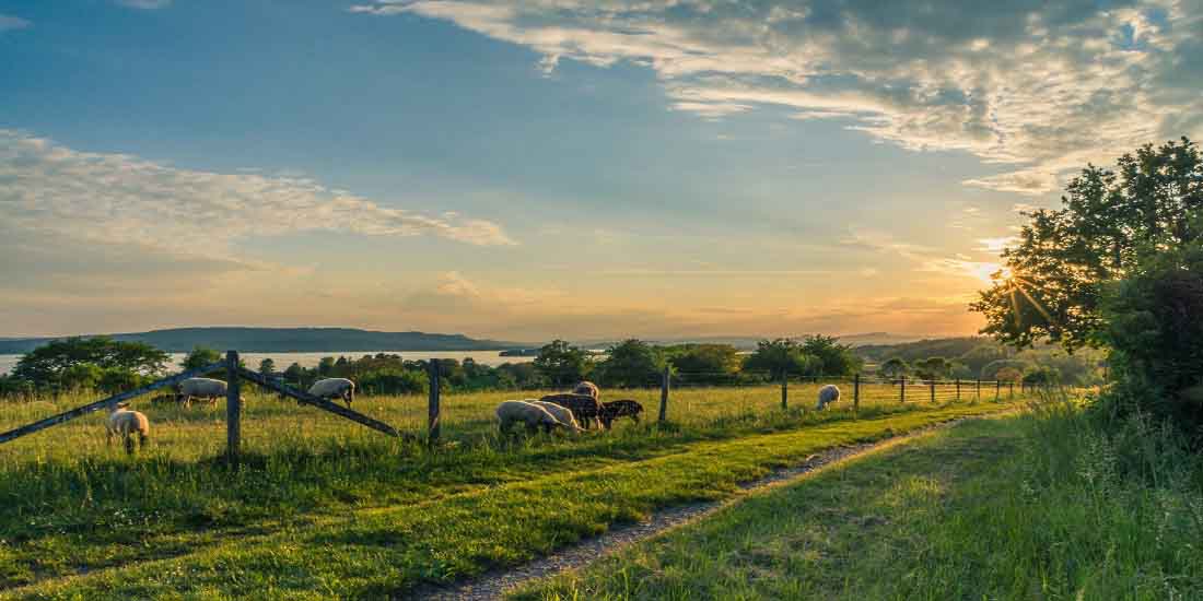 When Space is Abundant: Using Acreage to Generate Income For Your Homestead